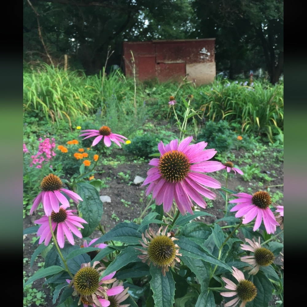 Coneflower Seed Packet - Picture 5 of 7